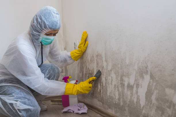 Best Black Mold Removal  in Wheeler Af, HI