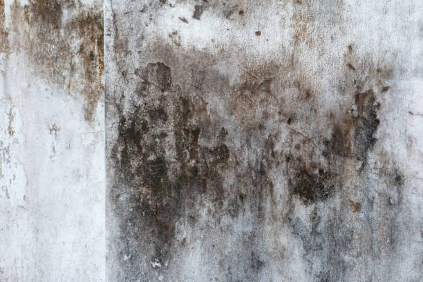 Best Crawl Space Mold Remediation  in Wheeler Af, HI