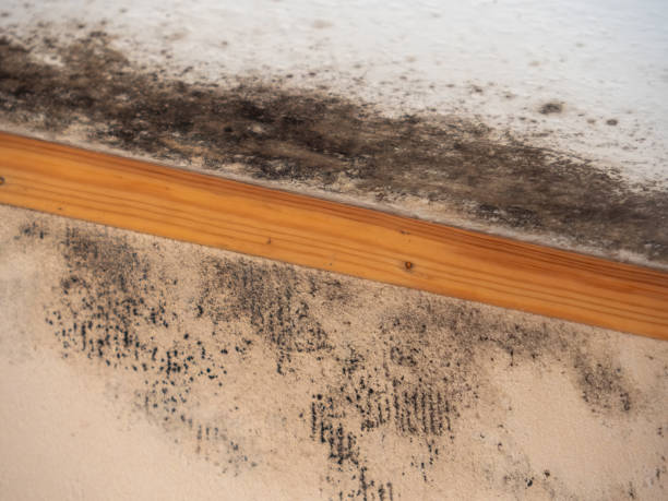 Best Real Estate Mold Inspection  in Wheeler Af, HI