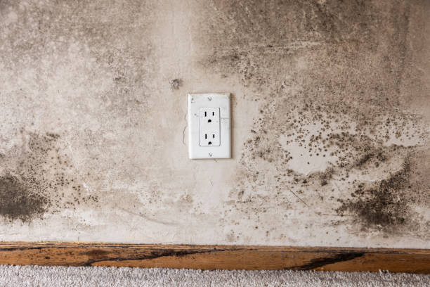 Best Air Quality Testing for Mold Spores  in Wheeler Af, HI