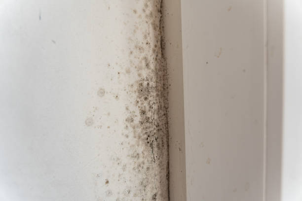 Mold Remediation for Vacation Homes in Wheeler Af, HI