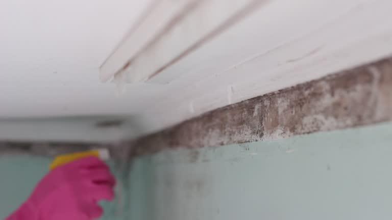 Best Commercial Mold Inspection  in Wheeler Af, HI
