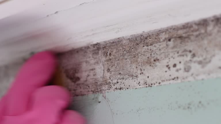 Best Environmental Consulting for Mold Prevention  in Wheeler Af, HI